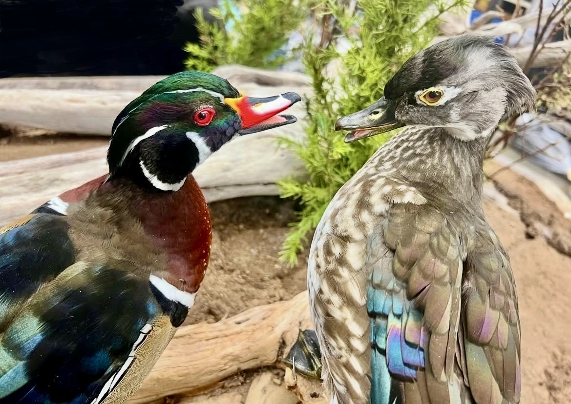 Premium waterfowl taxidermy mount