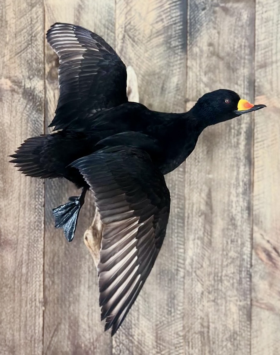 Waterfowl taxidermy mount