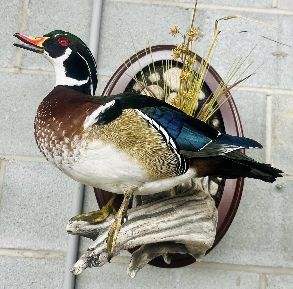 Waterfowl taxidermy mount