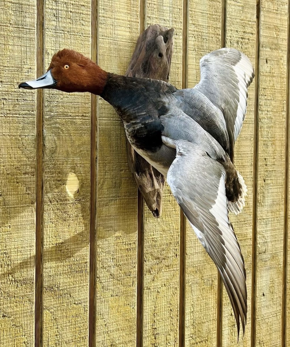 Waterfowl taxidermy mount